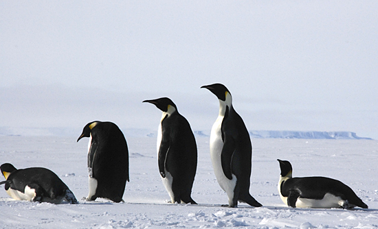 penguins