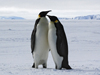 two penguins
