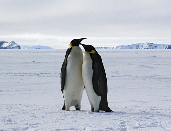 two penguins