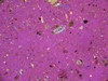 sediment sample through microscope