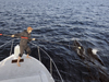 whale tagging