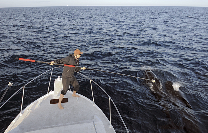 whale tagging
