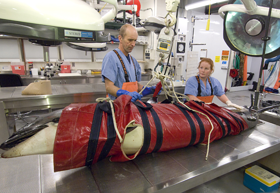 prepare to examine a white-sided dolphin
