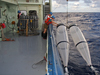 deploying bongo nets