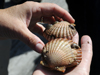 two scallops