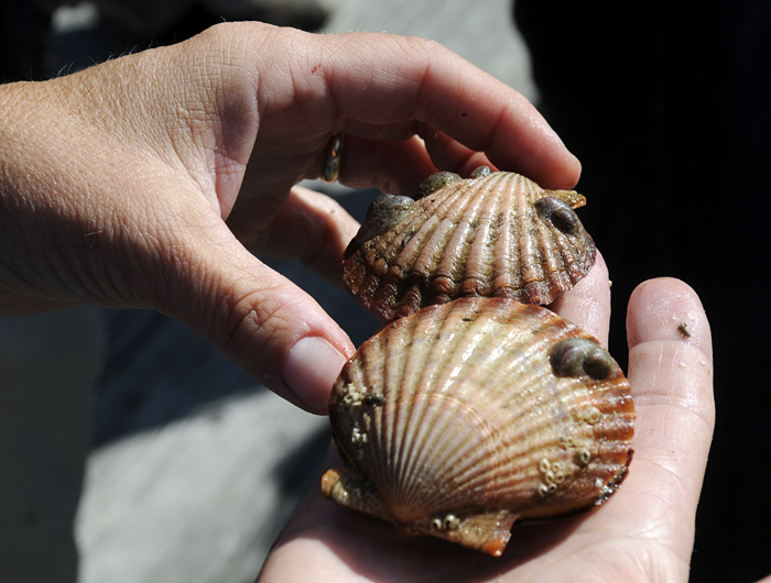 two scallops