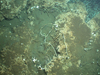 seafloor organisms