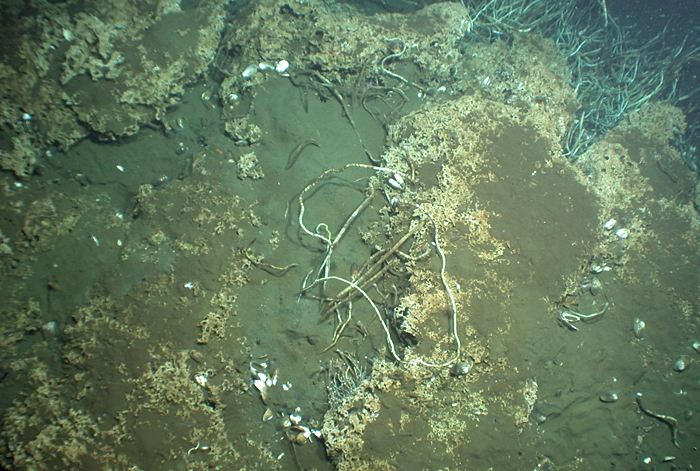 seafloor organisms