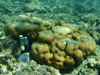 sensor testing coral
