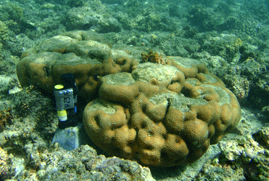 sensor testing coral