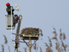 osprey cam removal