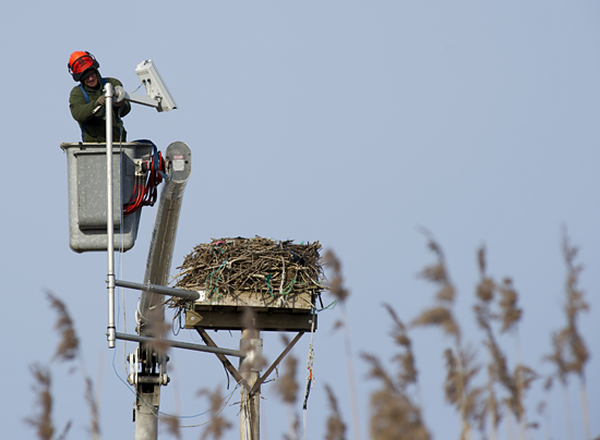 osprey cam removal