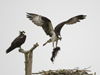 osprey nest