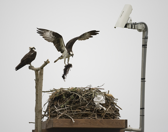 osprey nest
