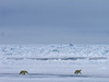 polar bears crossing ice