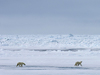 three polar bears
