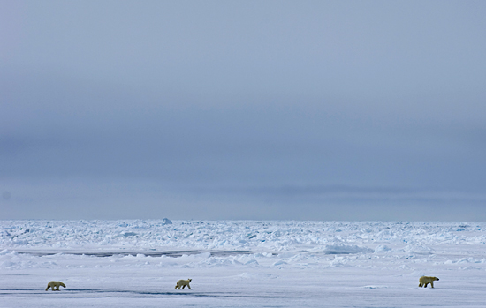 polar bears crossing ice