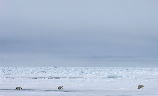 three polar bears