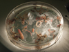 petri dish of critters