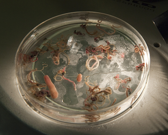 petri dish of critters