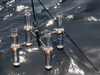 sediment traps