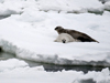 ribbon seals