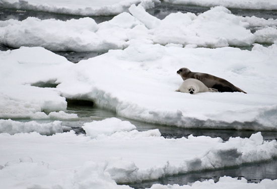 ribbon seals