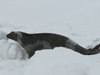 ribbon seal