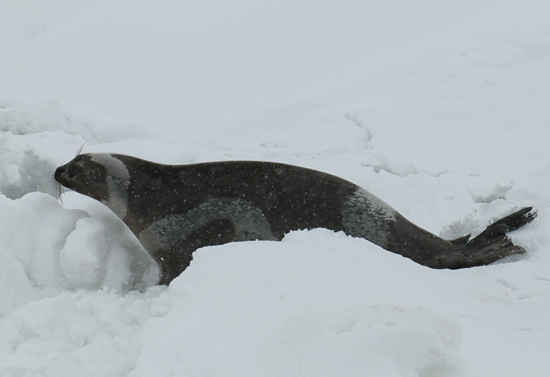 ribbon seal
