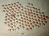 Copepod eggs laid by females collected in Bering Sea by Carin Ashjian