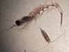 a krill and two copepods from the Arctic Ocean