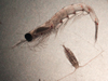 Calanus and krill