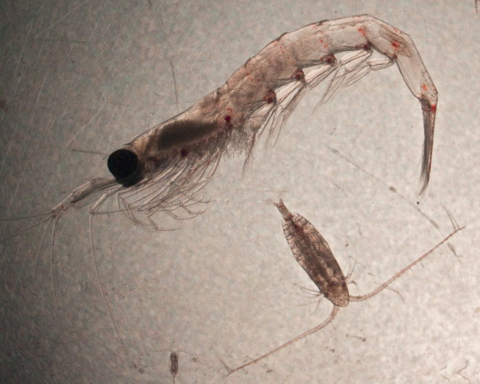 a krill and two copepods from the Arctic Ocean