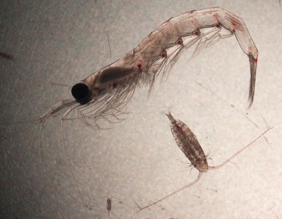 Calanus and krill