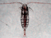 copepod