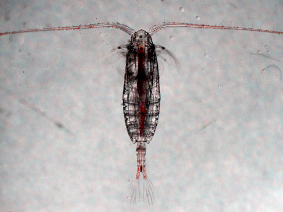 copepod