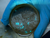 Bioluminescing copepods