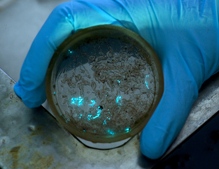 Bioluminescing copepods