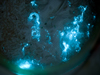 metridia