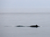 fin whale