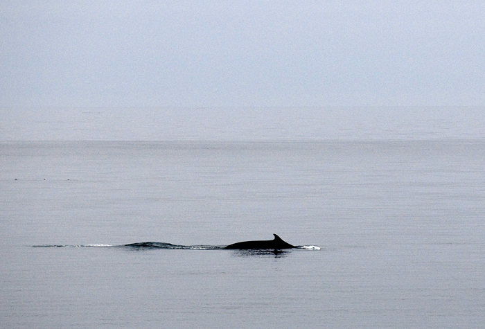 fin whale