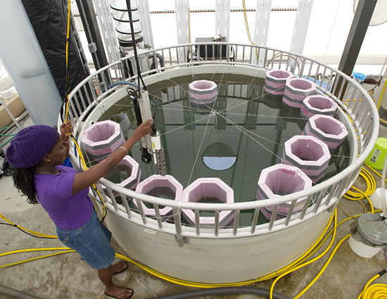 Pep student studies lobster larva response to water temperature