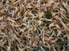 a large mass of krill