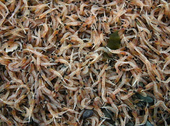 a large mass of krill