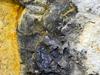 tricolor rock from Gakkel Ridge