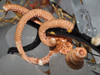 brittle star in ice