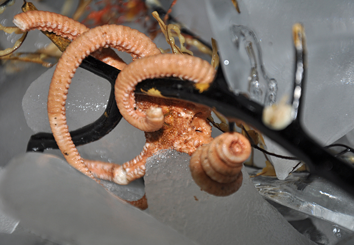 brittle star in ice