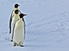 Emperor penguin
