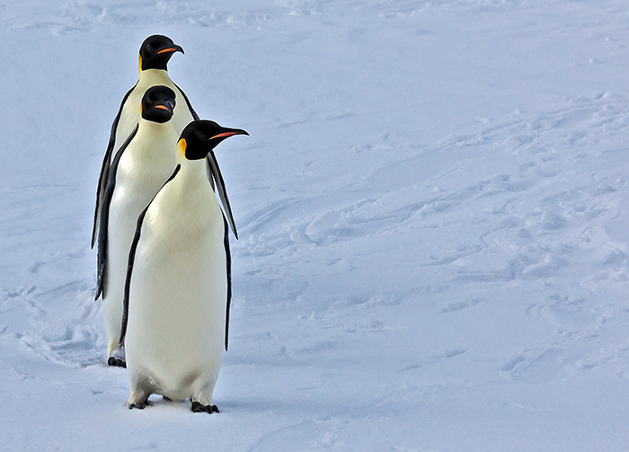 Emperor penguin
