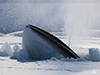 Minke whale